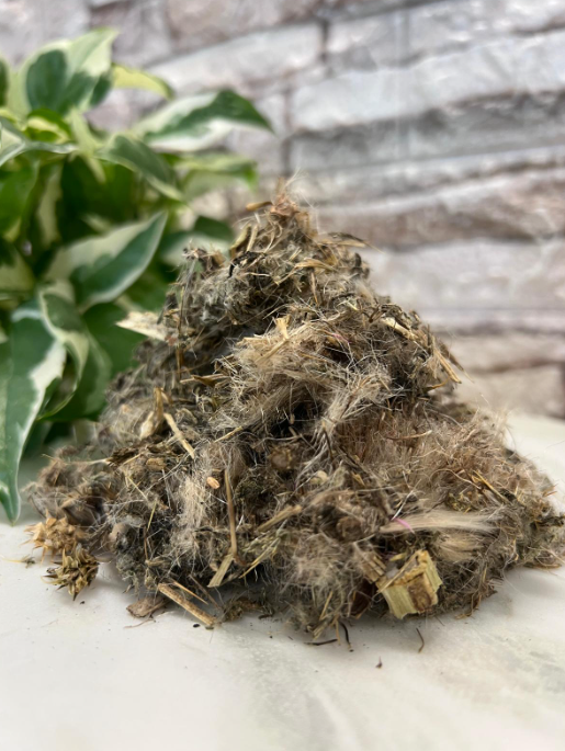 Cardo Mariano (MILK THISTLE)